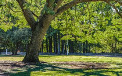 Parks in Brookline MA Perfect For Outdoor Parties