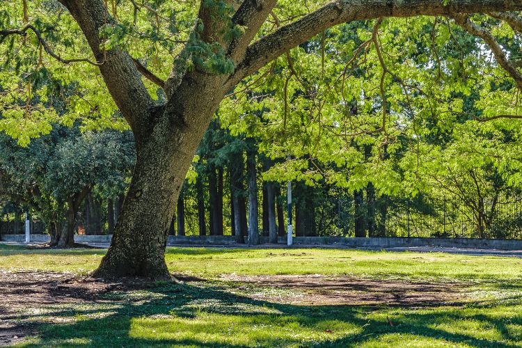 Parks in Brookline MA Perfect For Outdoor Parties